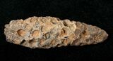 Agatized Fossil Pine (Seed) Cone From Morocco #17454-1
